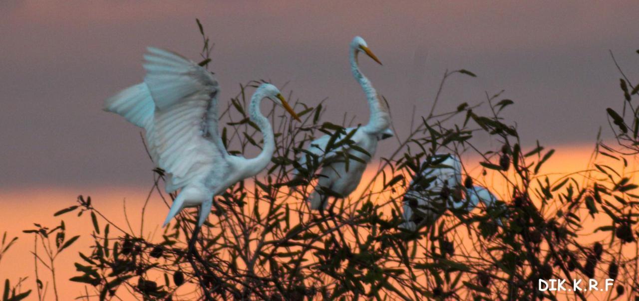 Nauta Pacaya Samiria Amazon Lodge المظهر الخارجي الصورة