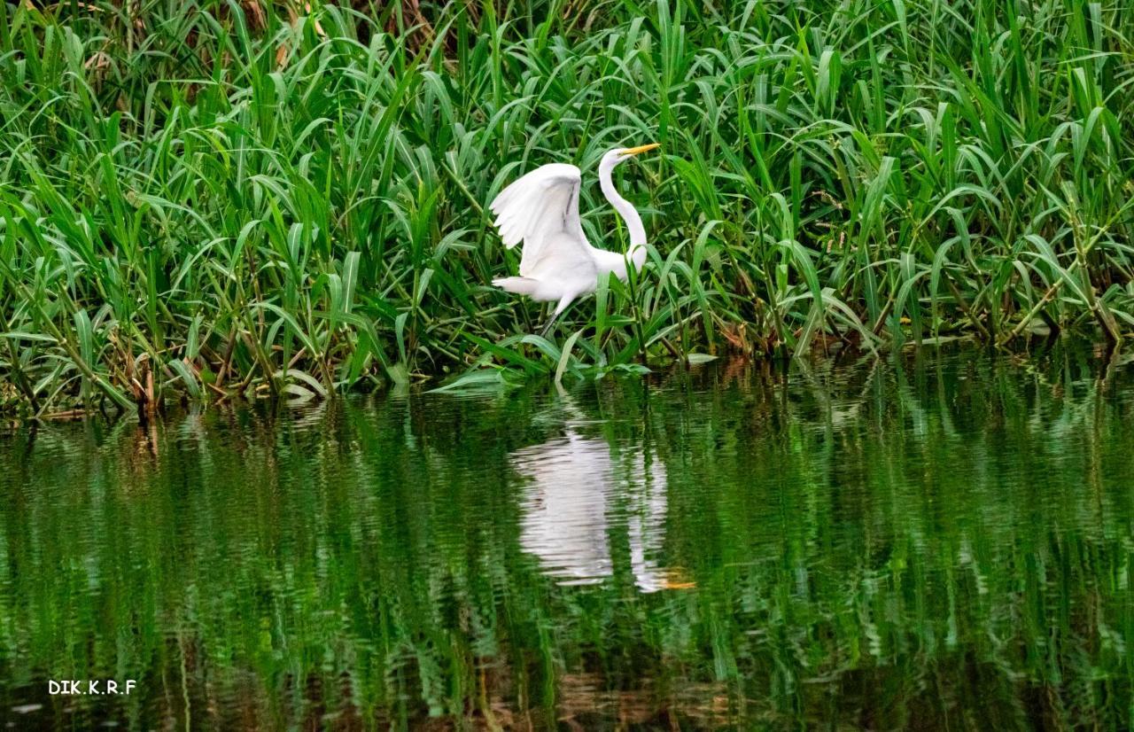 Nauta Pacaya Samiria Amazon Lodge المظهر الخارجي الصورة