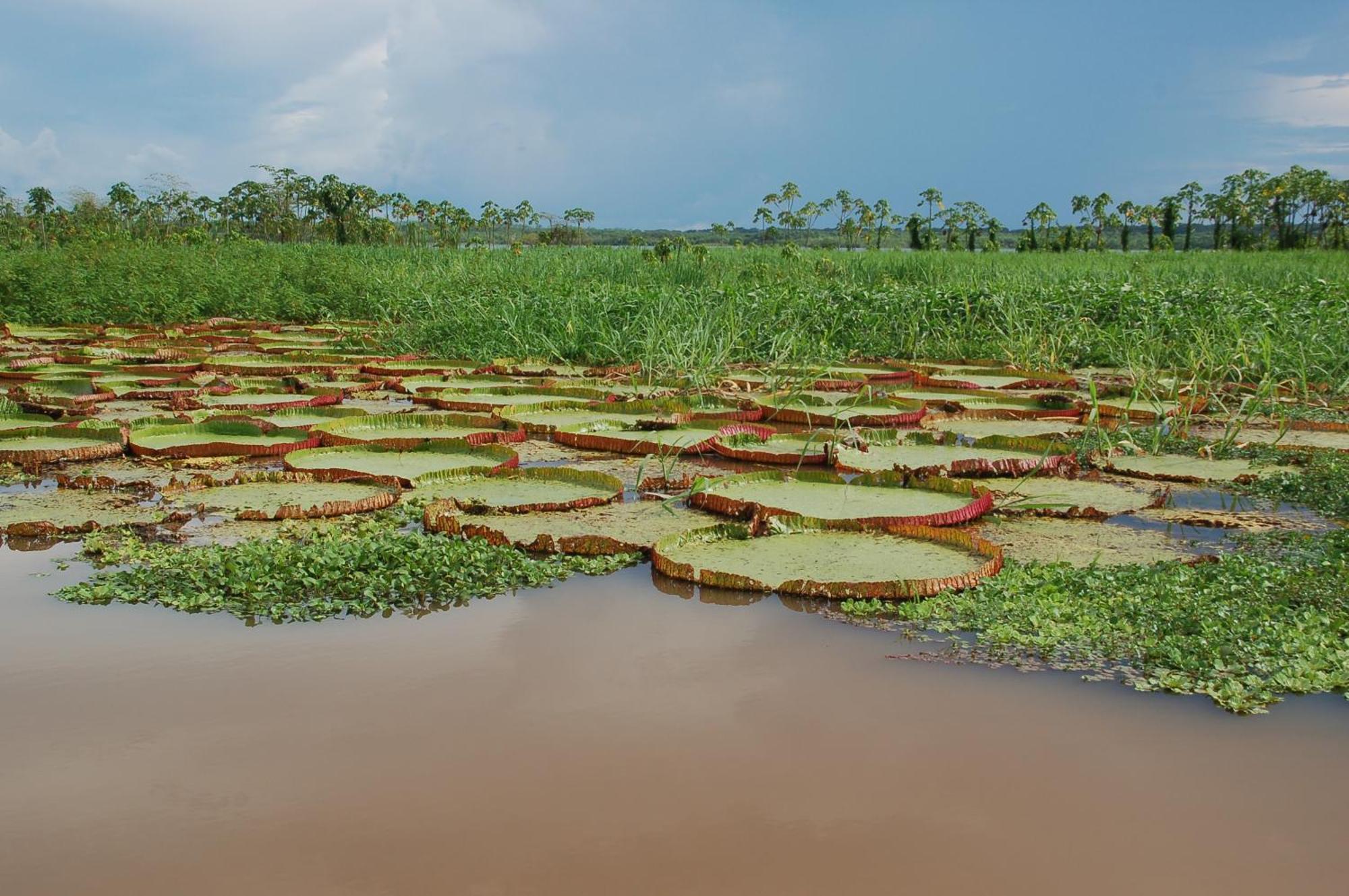 Pacaya Samiria Amazon Lodge Nauta المظهر الخارجي الصورة